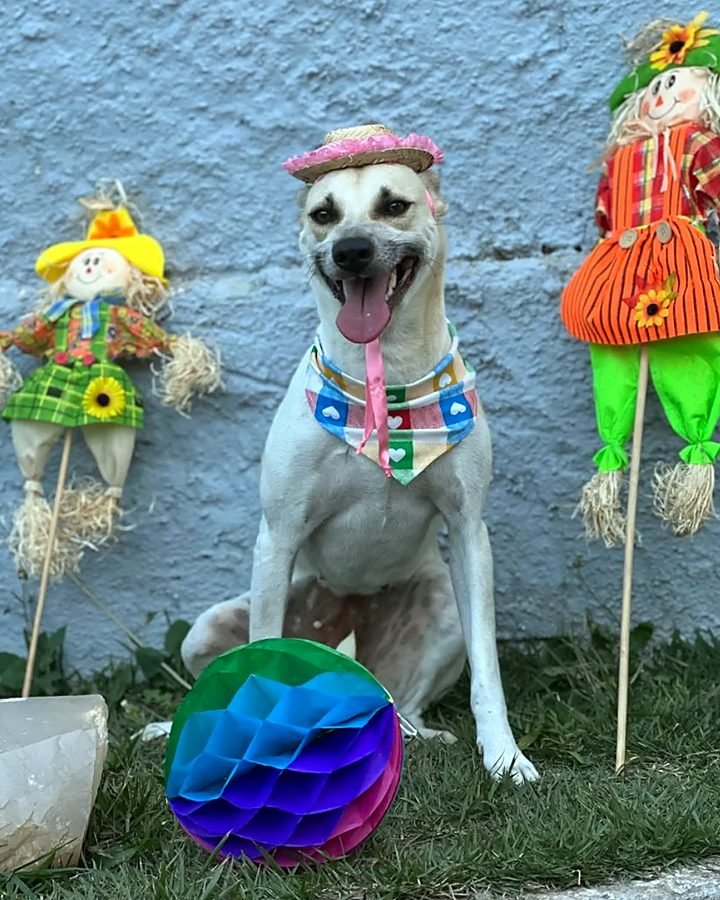 Festa junina