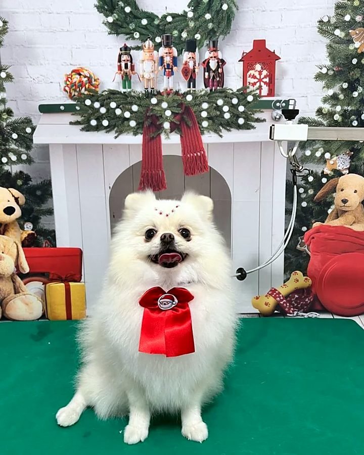 Ensaio de Natal